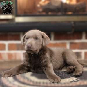 Jasper, Silver Labrador Retriever Puppy